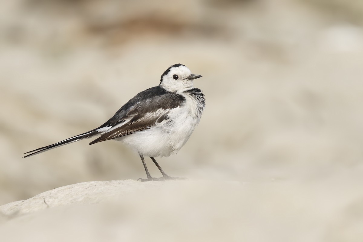 White Wagtail - ML145569841