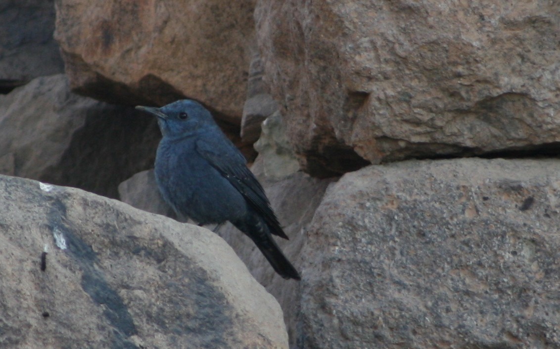 Blue Rock-Thrush - ML145570841