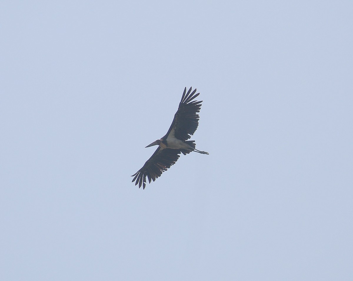 Lesser Adjutant - ML145571891