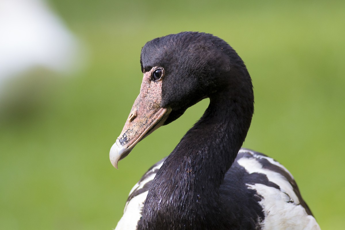 Magpie Goose - ML145572371