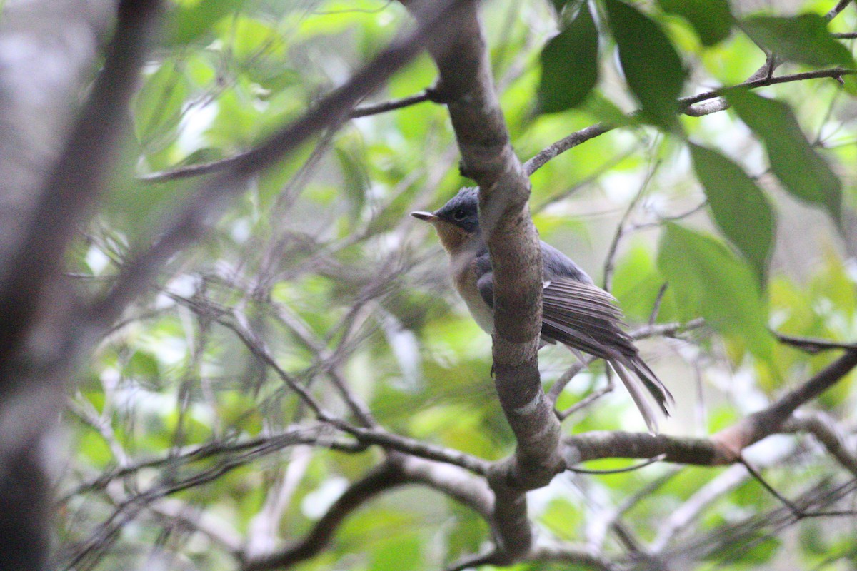 Leaden Flycatcher - ML145572391