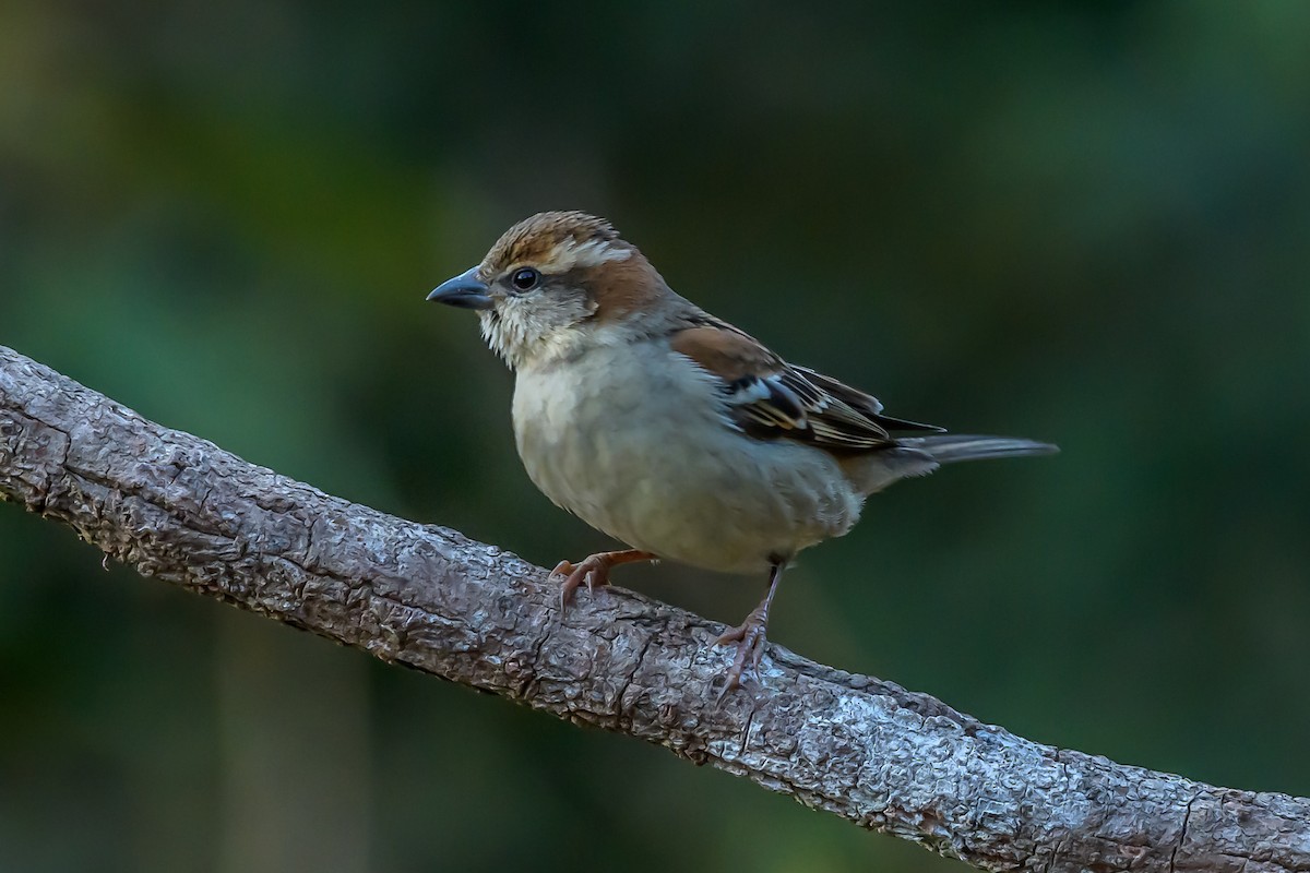 Russet Sparrow - ML145573881