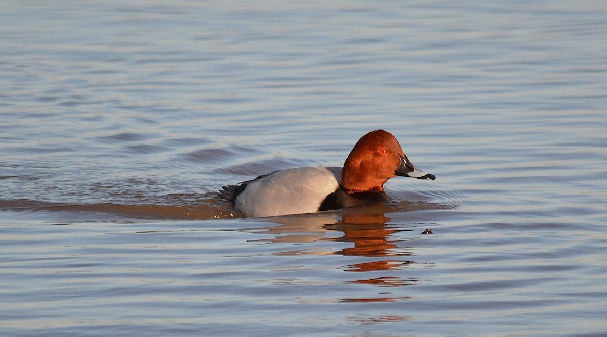 Common Pochard - A Emmerson