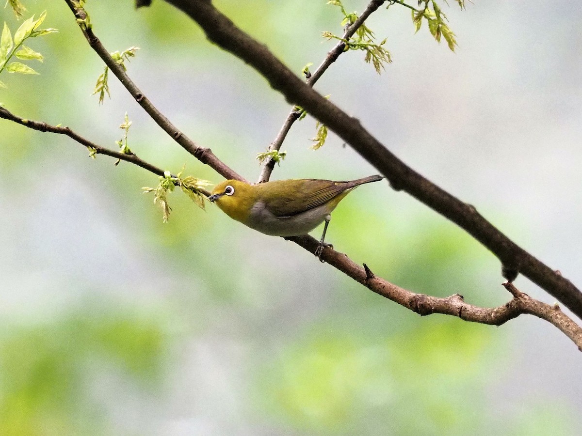 ML145574241 - Swinhoe's White-eye - Macaulay Library