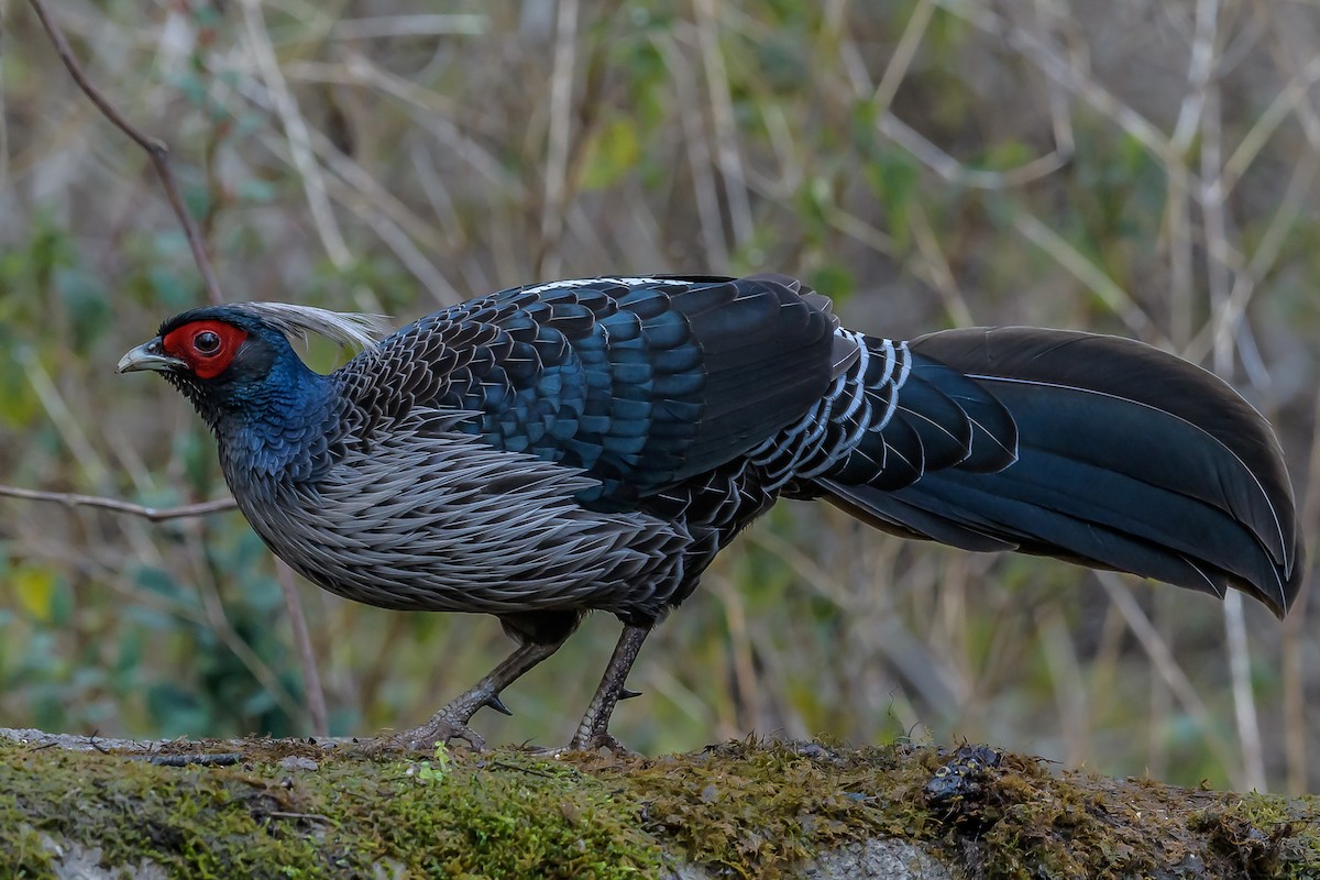 Kalij Pheasant - Nitin Chandra