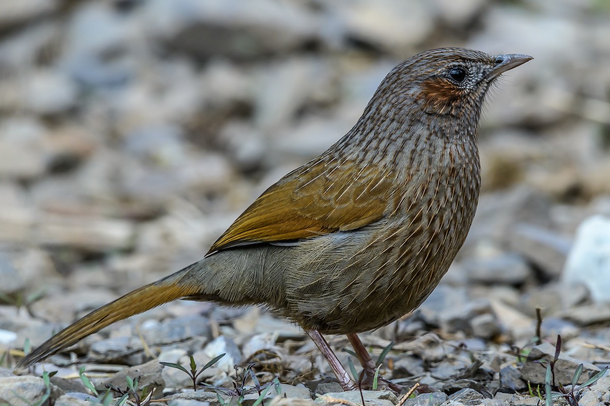 Streaked Laughingthrush - ML145574511