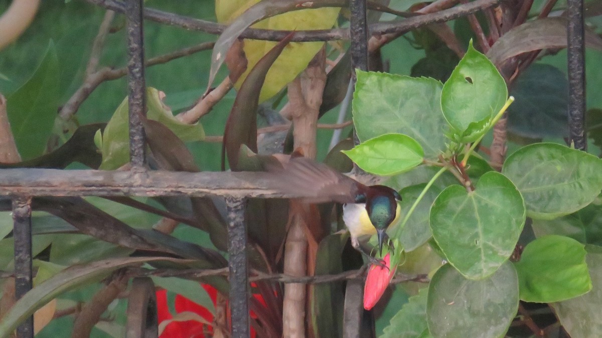 Purple-rumped Sunbird - ML145574891