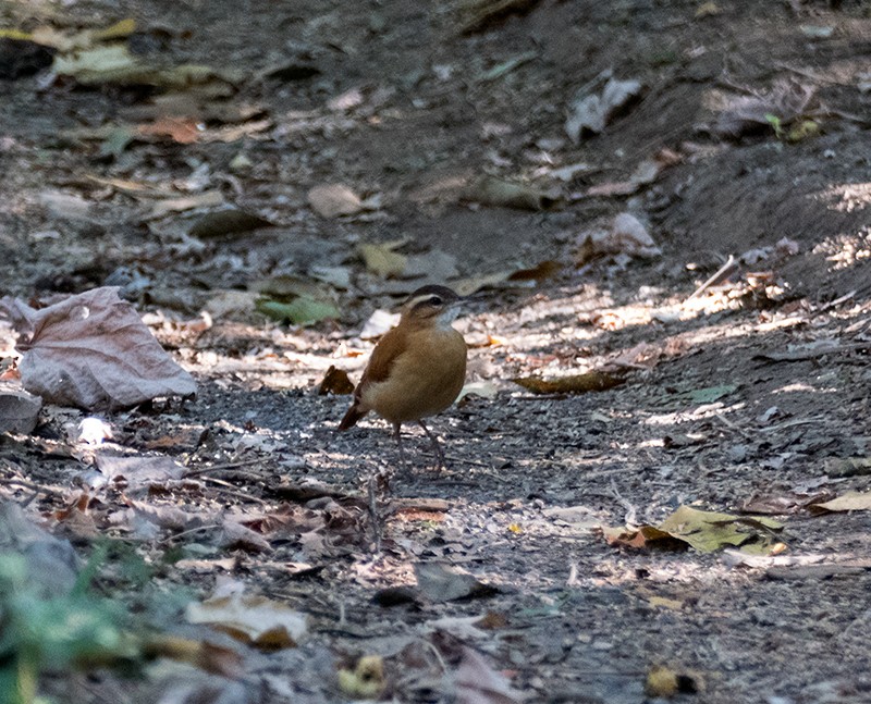 Pale-legged Hornero - ML145574961