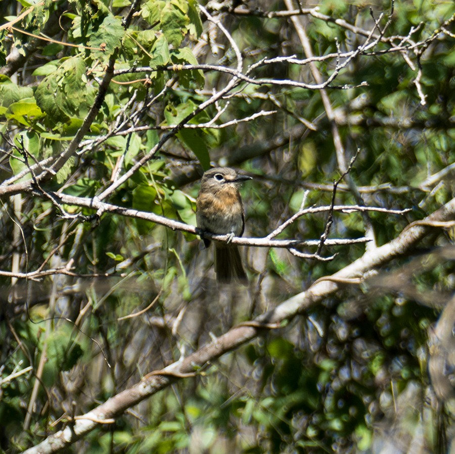 Rusty-breasted Nunlet - ML145575001