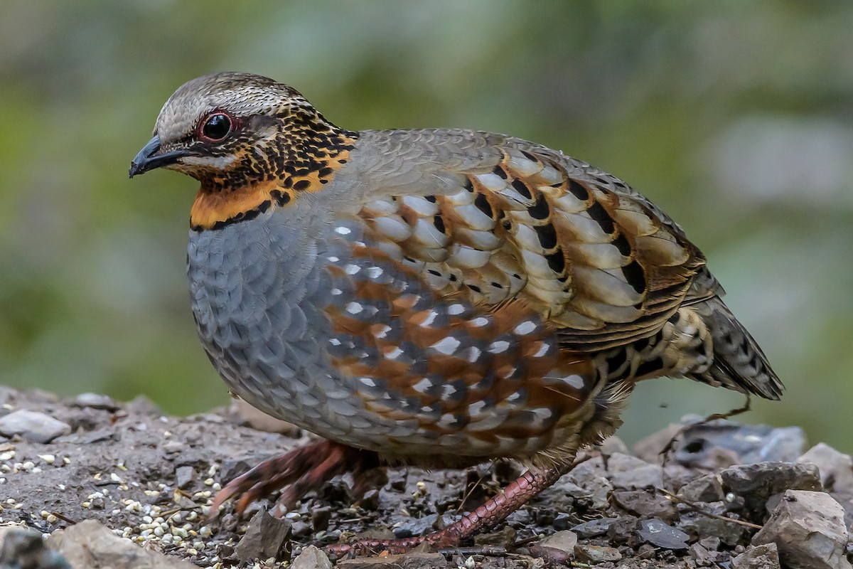 Rufous-throated Partridge - ML145575881