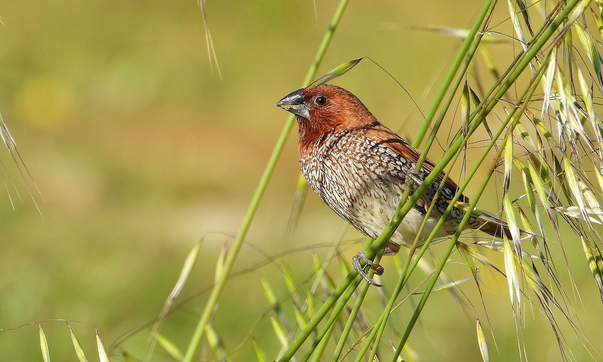 Scaly-breasted Munia - Rui Jorge