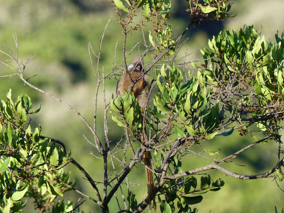 Speckled Mousebird - ML145576041
