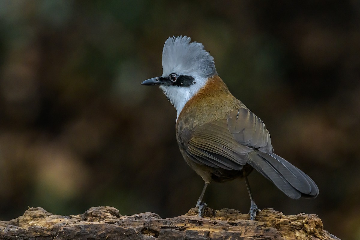 White-crested Laughingthrush - ML145576841