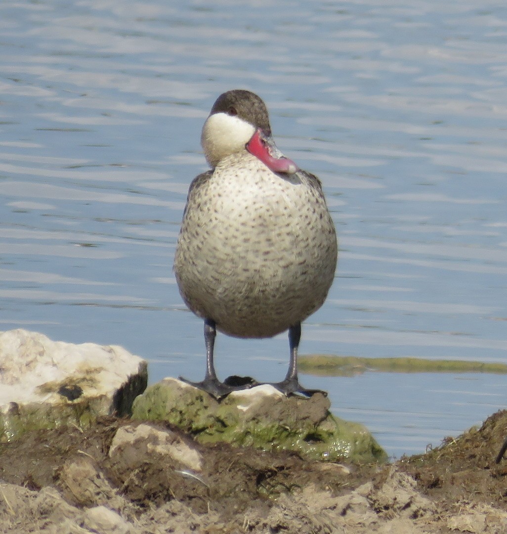 Red-billed Duck - ML145577601