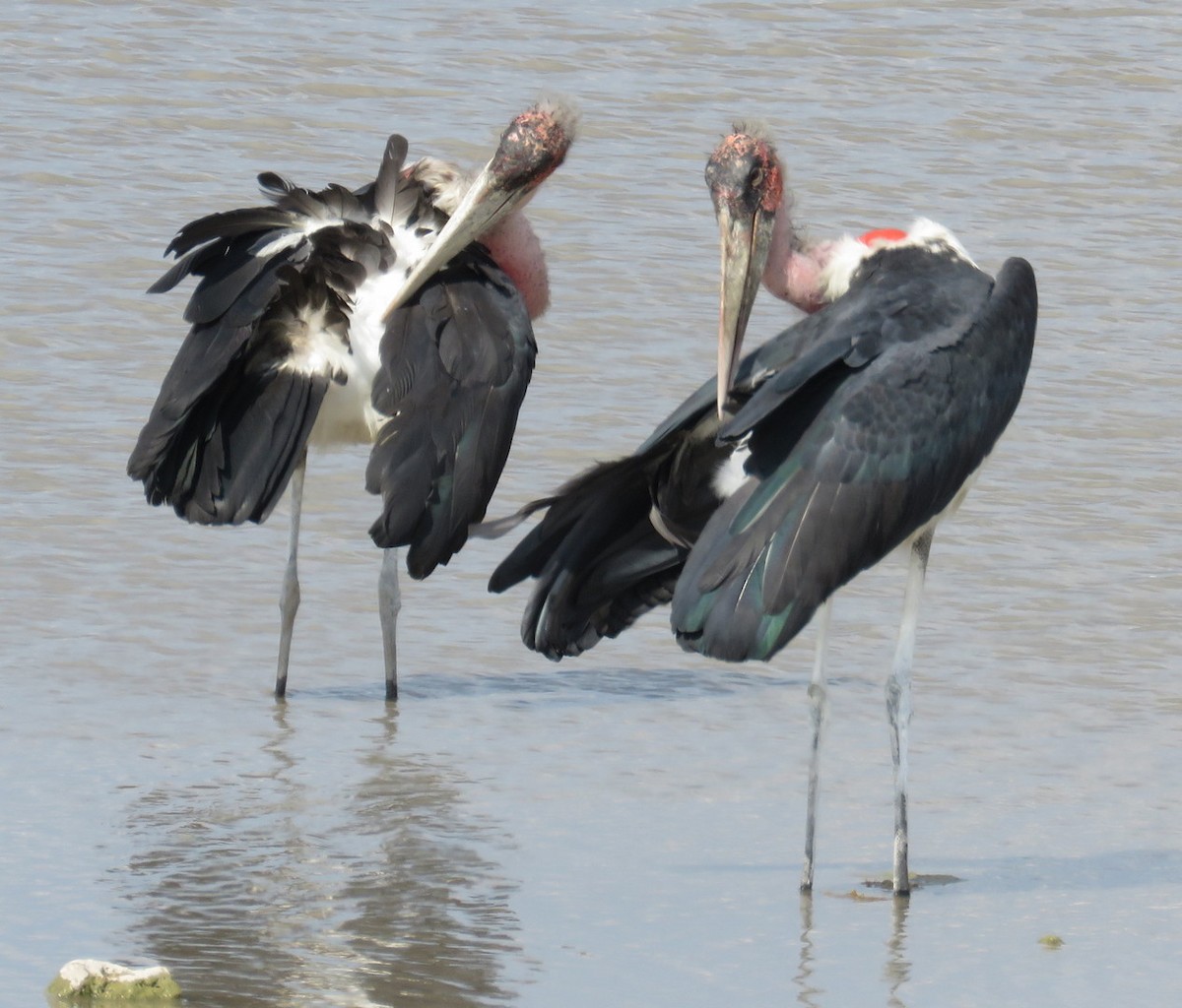 Marabou Stork - George and Teresa Baker