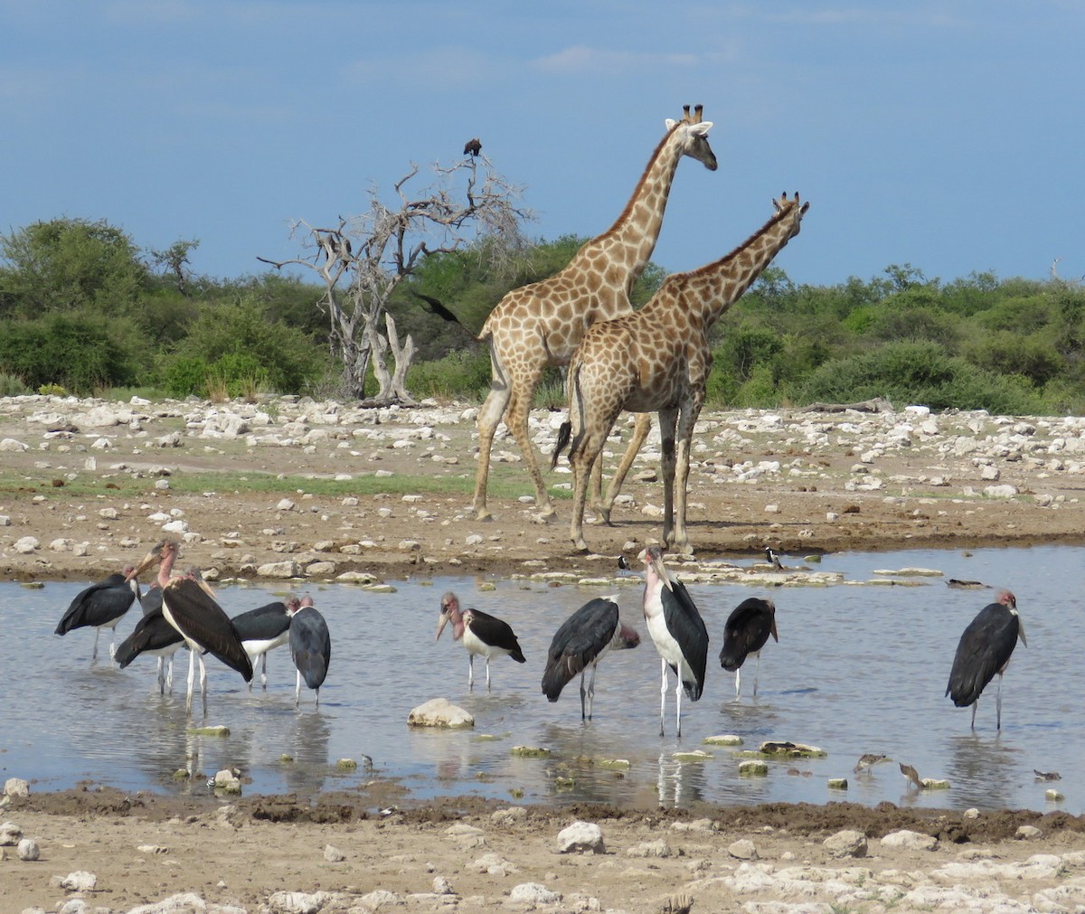 Marabou Stork - ML145578161