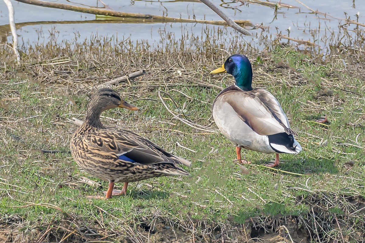 Mallard - Nitin Chandra