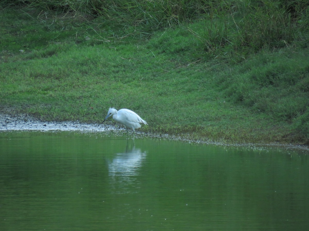 Little Blue Heron - ML145579331