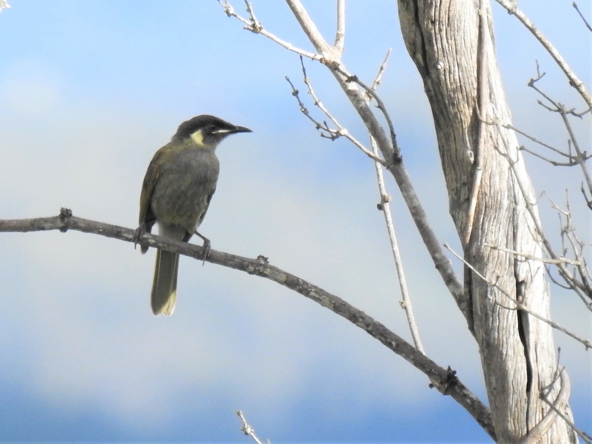 Lewin's Honeyeater - ML145579711
