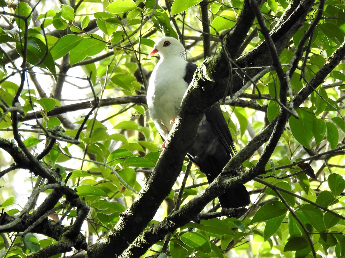 White-headed Pigeon - Glenda Fitzpatrick