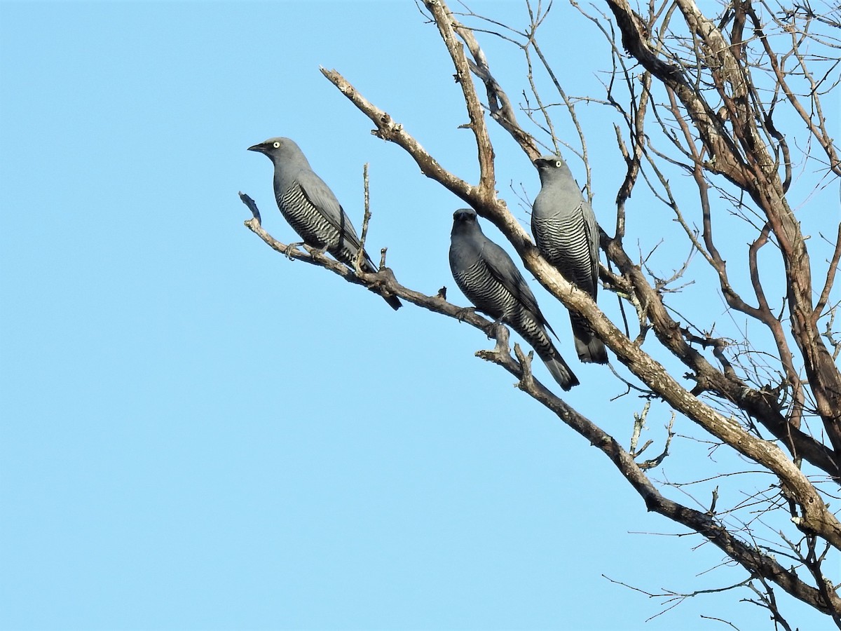 Barred Cuckooshrike - Glenda Fitzpatrick