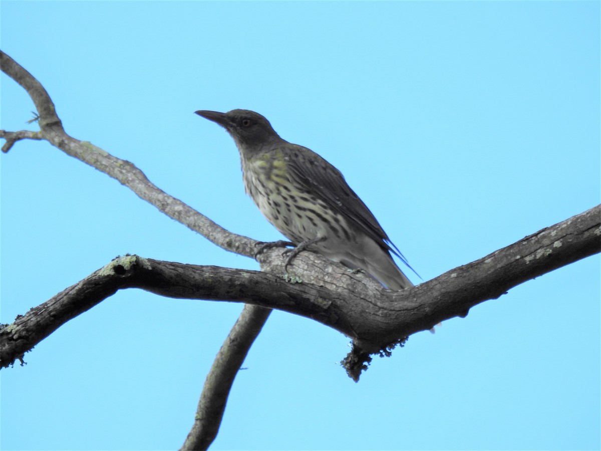 Olive-backed Oriole - ML145580091