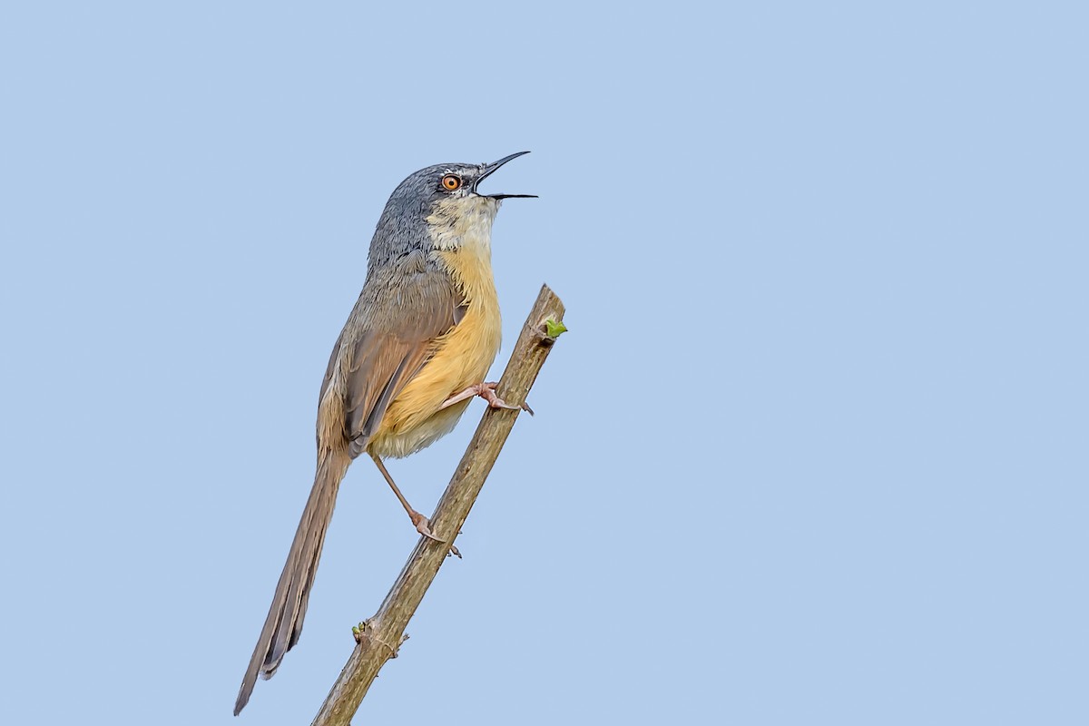Ashy Prinia - ML145580441