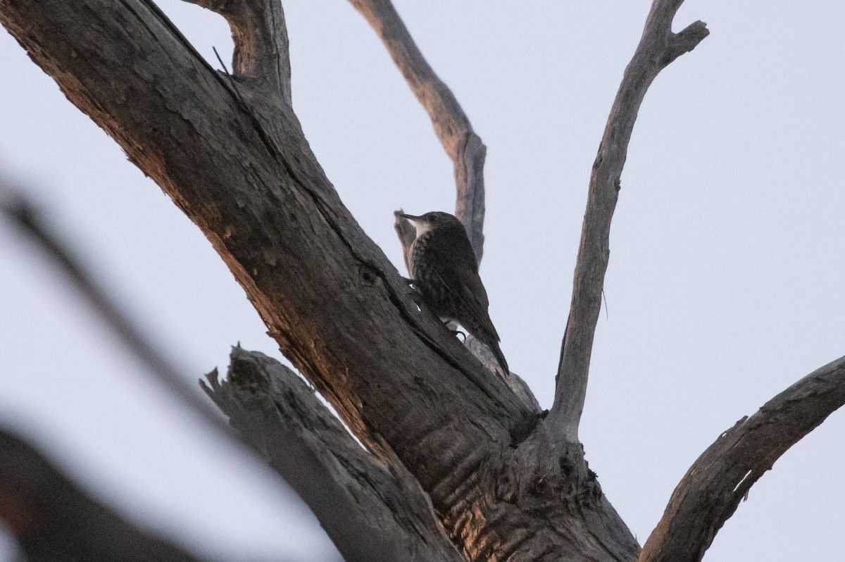 White-throated Treecreeper - ML145580701