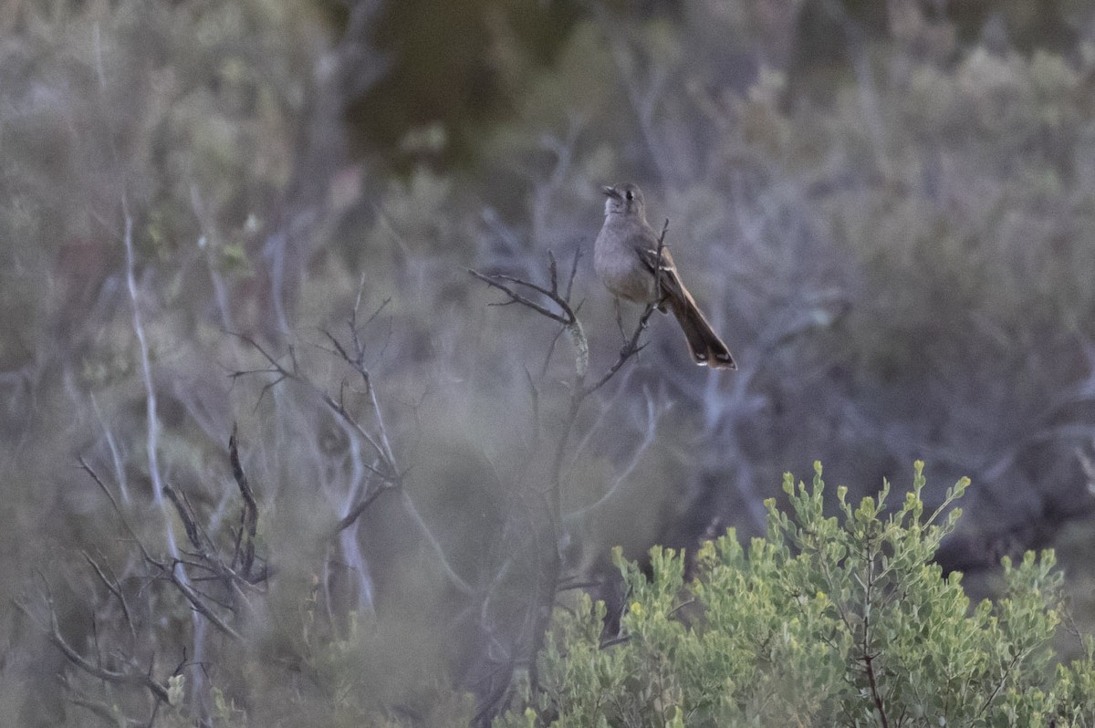 Southern Scrub-Robin - ML145580741