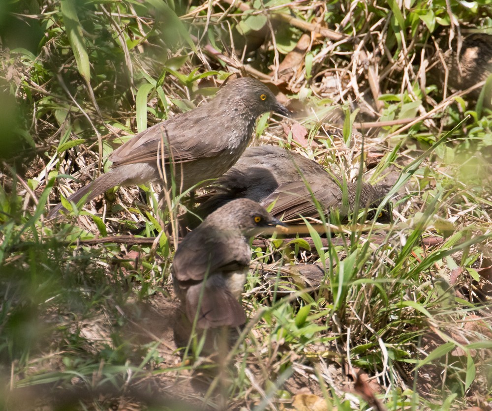 Arrow-marked Babbler - ML145581561