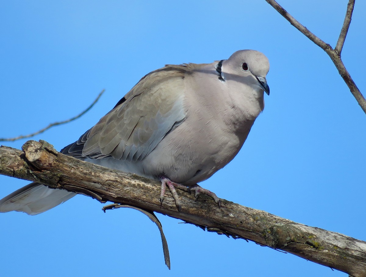 Eurasian Collared-Dove - Nick Swan