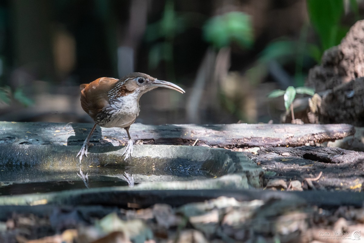 Large Scimitar-Babbler - ML145584731