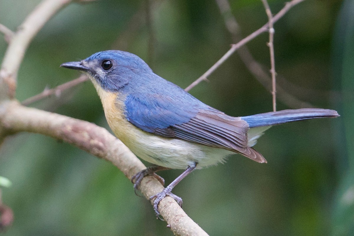 Tickell's Blue Flycatcher - ML145585331