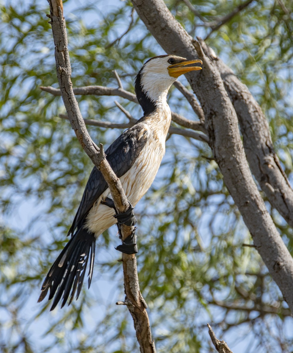 Little Pied Cormorant - ML145585661