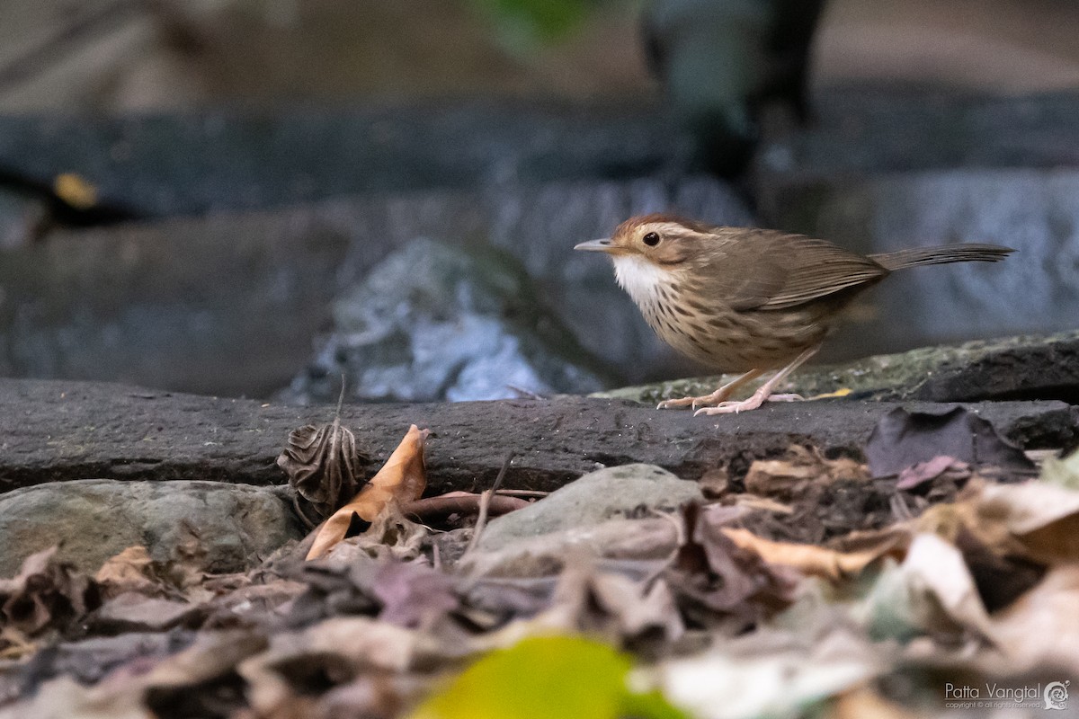 Puff-throated Babbler - Pattaraporn Vangtal