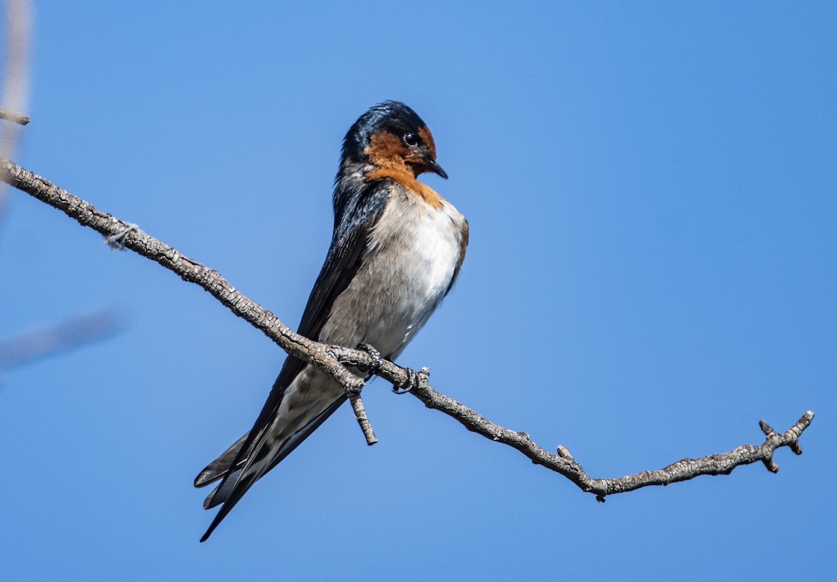 Golondrina Australiana - ML145588021