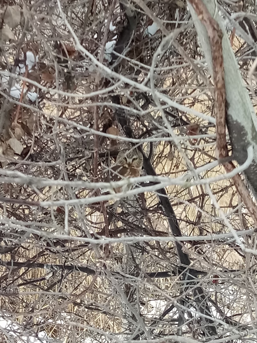 Northern Saw-whet Owl - ML145589321