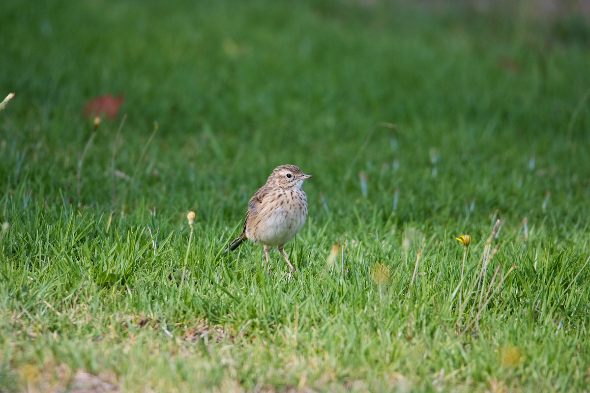 Australian Pipit - ML145589511