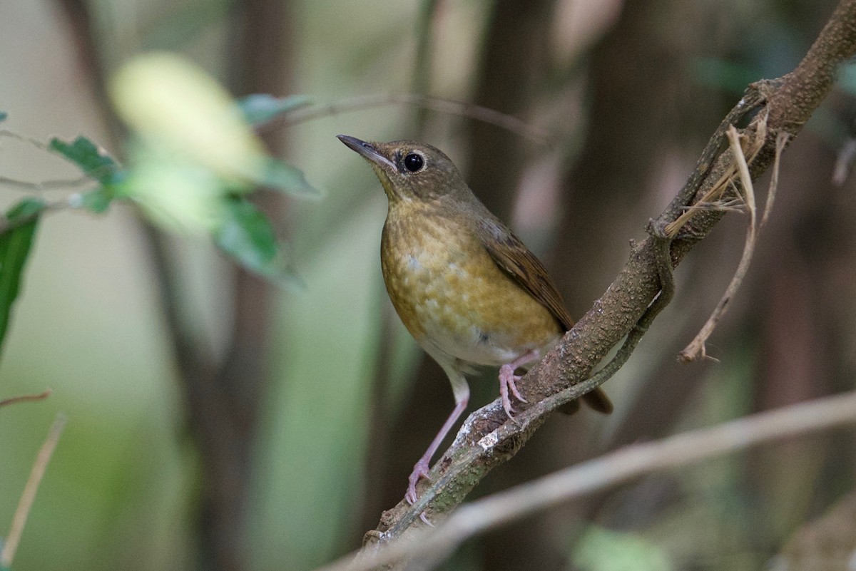 Indian Blue Robin - Snehasis Sinha