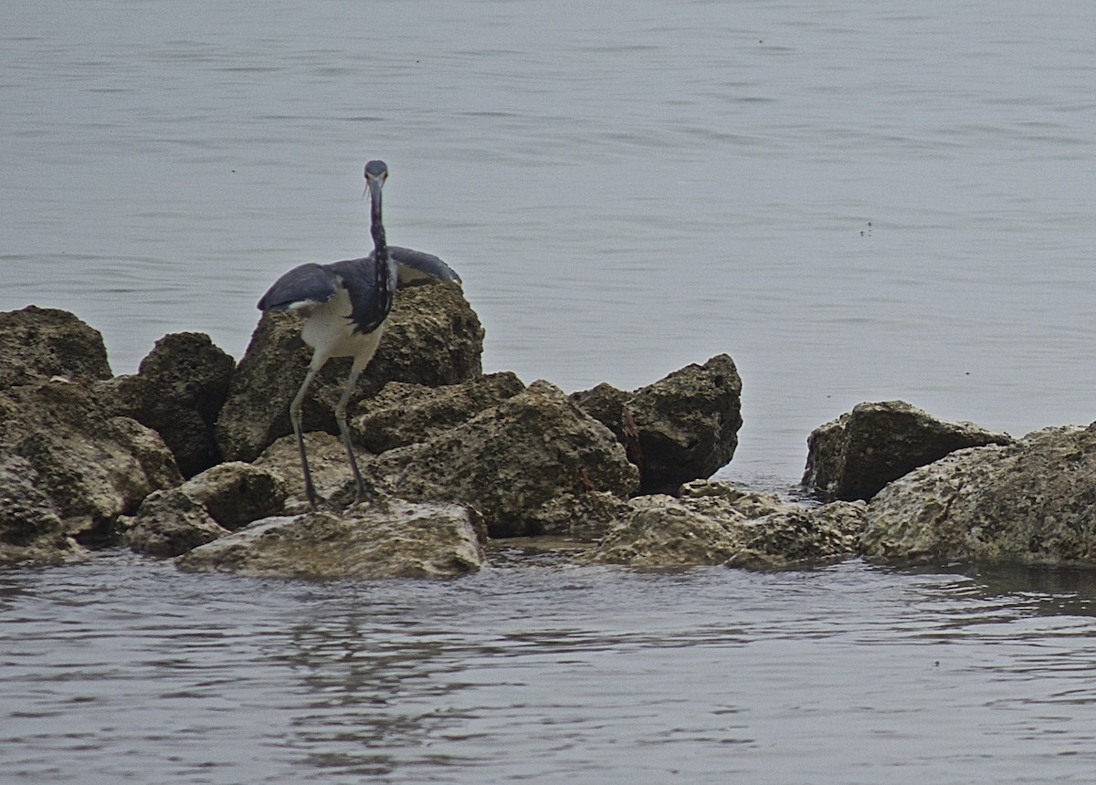 Tricolored Heron - ML145590711