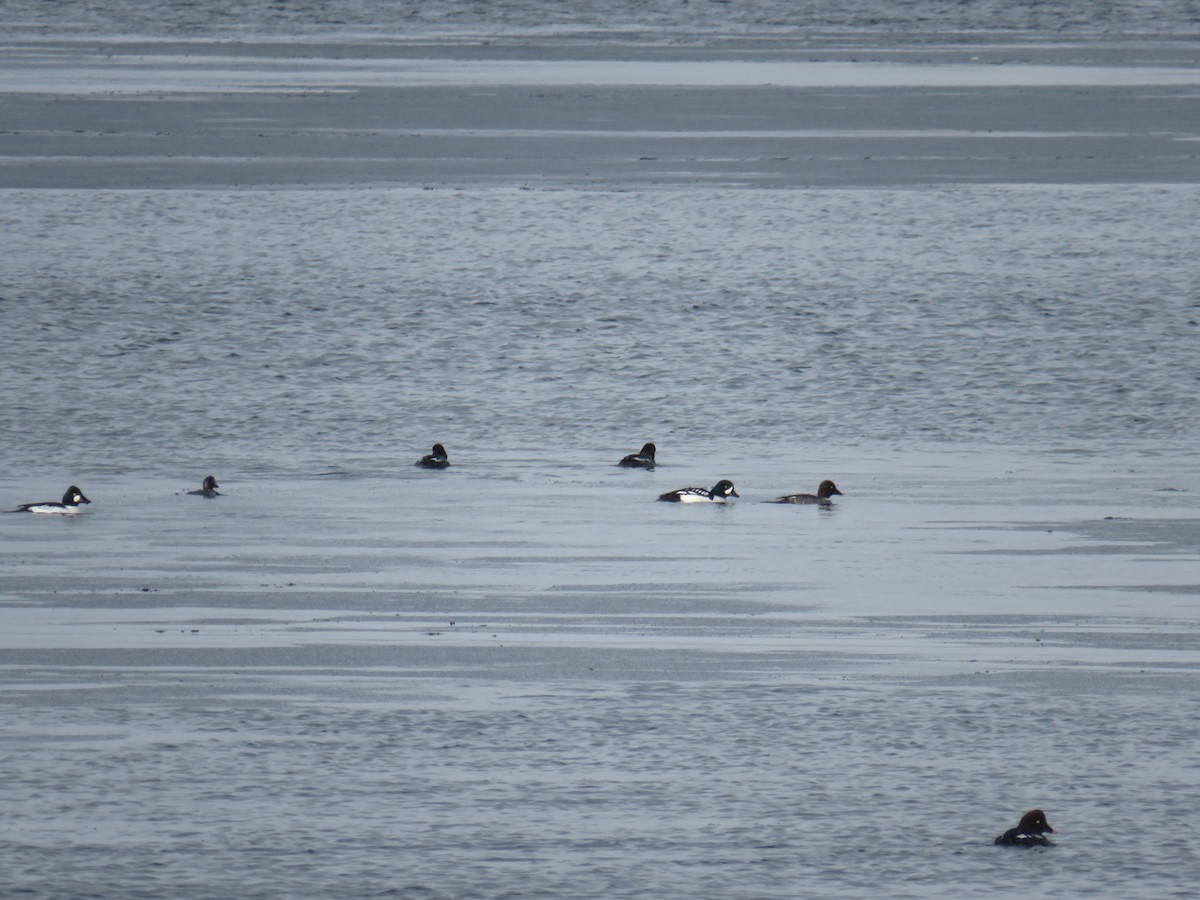 Barrow's Goldeneye - ML145591151