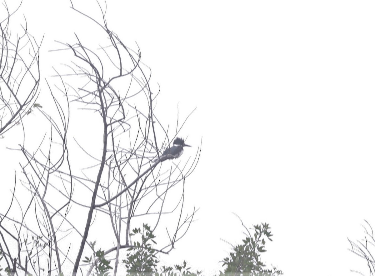 Belted Kingfisher - ML145592721