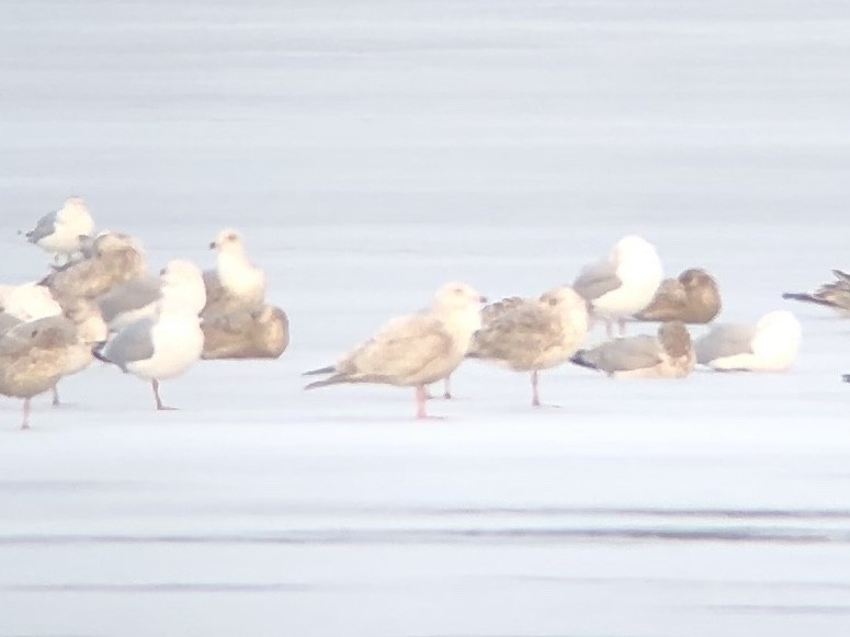 American Herring x Glaucous Gull (hybrid) - ML145592831
