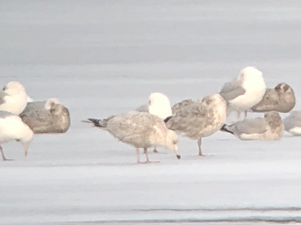 American Herring x Glaucous Gull (hybrid) - ML145592841