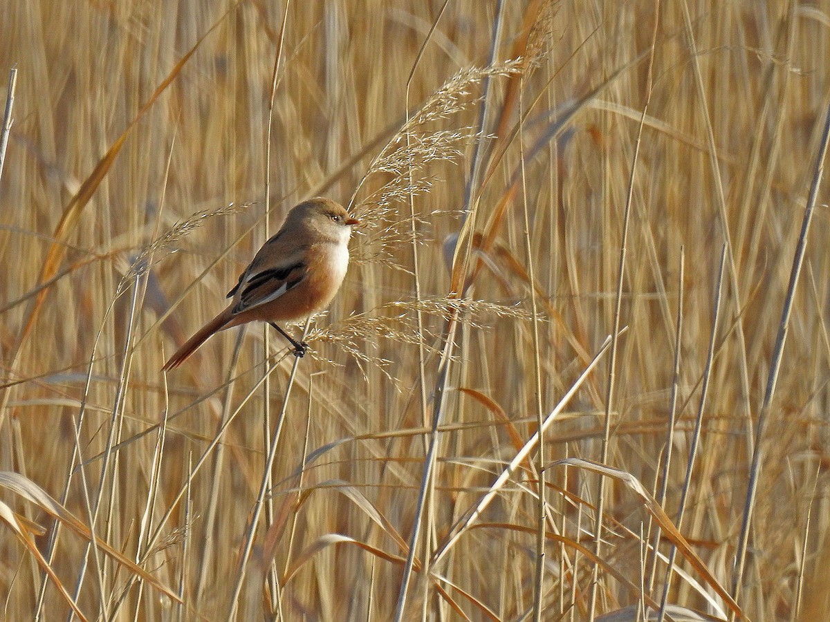 Bearded Reedling - ML145593241