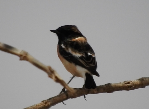 Siberian Stonechat (Caspian) - ML145594411