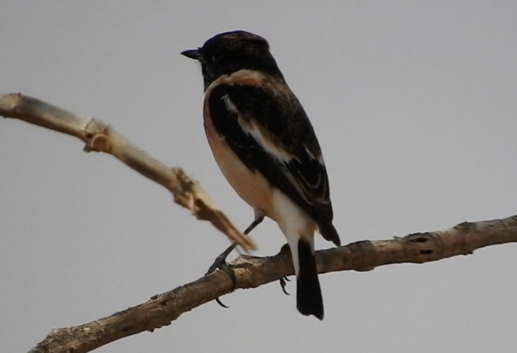 Siberian Stonechat (Caspian) - Gregory Askew