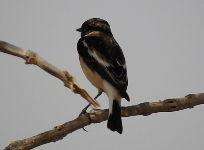 Siberian Stonechat (Caspian) - Gregory Askew