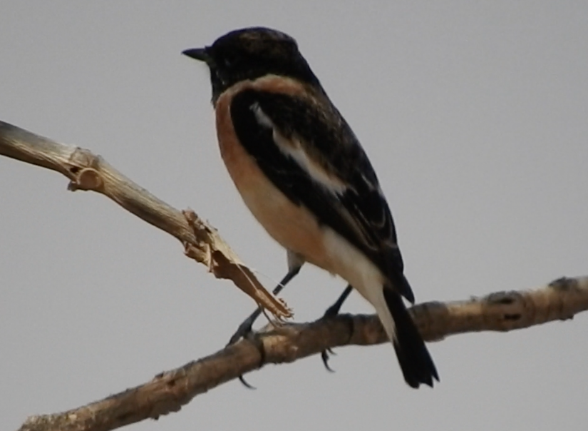 Siberian Stonechat (Caspian) - ML145594511