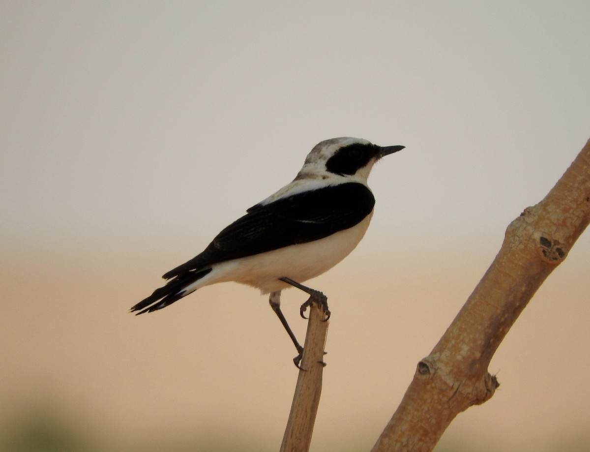 Eastern Black-eared Wheatear - ML145596151